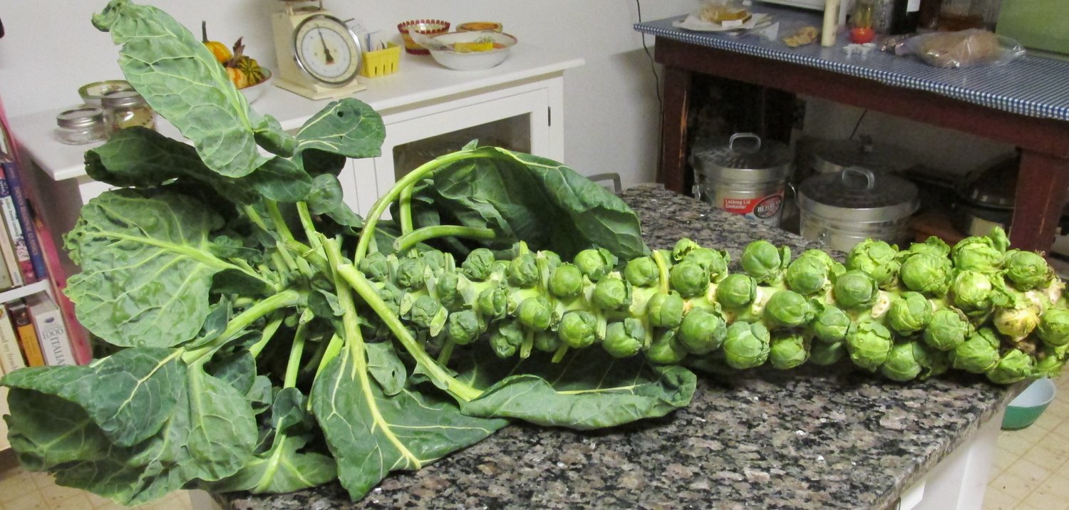 Brussels sprouts on the stalk.